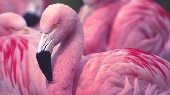 Pink Night